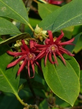 Coosa Red Florida Anise, Red Star Anise, Purple Anise, Illicium floridanum 'Coosa Red'